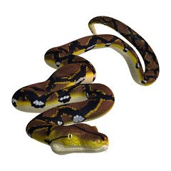 Reticulated Python on White