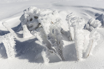 Fototapeta na wymiar Frozen plants under the snow