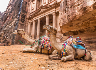Le chameau bédouin repose près du trésor Al Khazneh