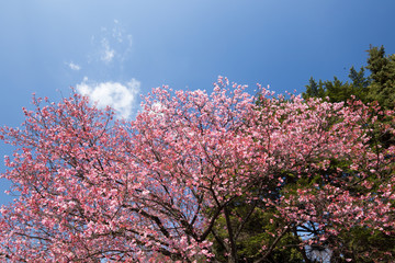 サクラ（寒桜）