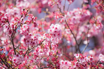 サクラ（寒桜）