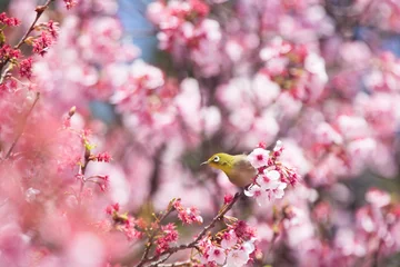 Fotobehang Fluor Roze サクラ（寒桜）とメジロ  © Yoshinori Okada