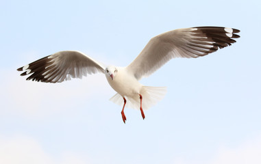 Seagull fly in the sky at Bang Pu,Thailand.