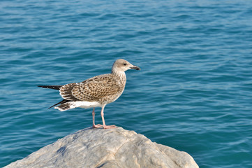 mouette sur rocher en bord de mer 
