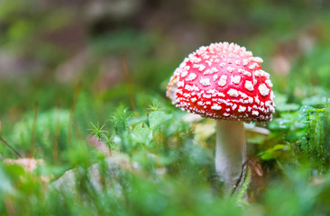 red mushroom
