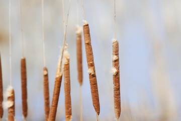 Typha latifolia, bulrush, common bulrush, broadleaf cattail, common cattail, great reedmace, cooper's reed, cumbungi