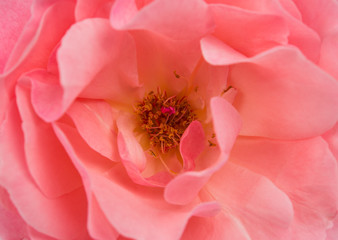 Beautiful pink rose closeup