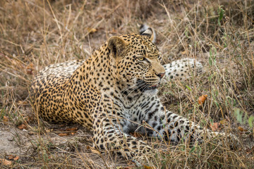 Fototapeta na wymiar Laying Leopard