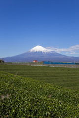 岩本山公園から見た富士山と茶畑