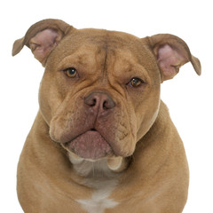 old english bulldog