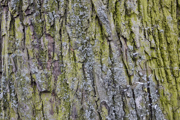 closeup of old wood planks texture background