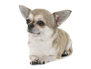 short hair chihuahua