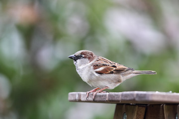 Haussperling (Passer domesticus)