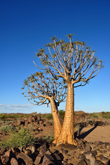 Quiver Tree Forest Namibia