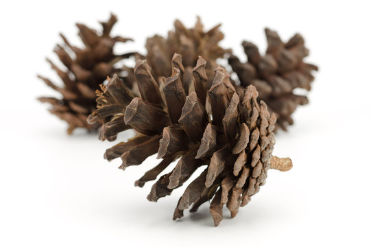 Pine cone isolated on white background