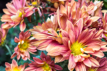 Chrysanthemum blooming