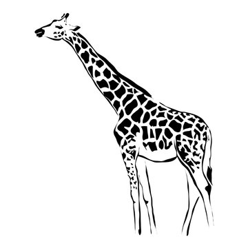 Outline giraffe vector image. Can be use for logo