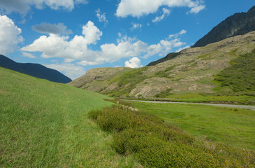 Fototapeta na wymiar Alpine meadow