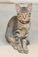 Portrait of a baby cat