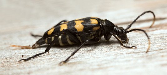 Long horn beetle, Leptura quadrifasciata on birch wood