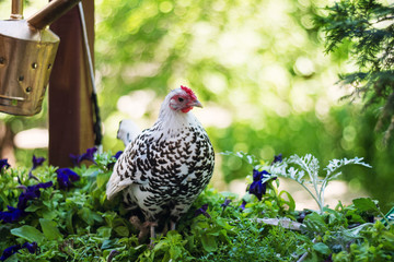 Egg-laying hen in the yard