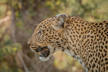 Fototapeta na wymiar Side profile of a Leopard
