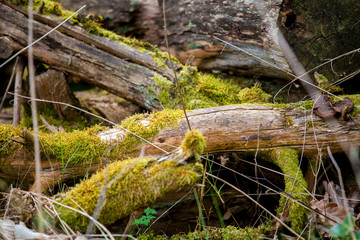 Wald - Baumstämme - Moos