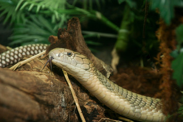 King cobra