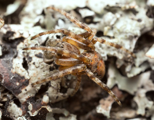 Ornamental orbweaver, Larinioides patagiatus on lichen