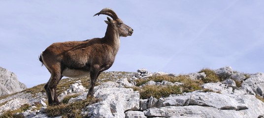 Bouquetin de profil  © MARC MEINAU
