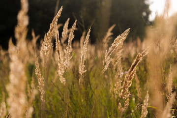 Fototapeta premium beautiful grass