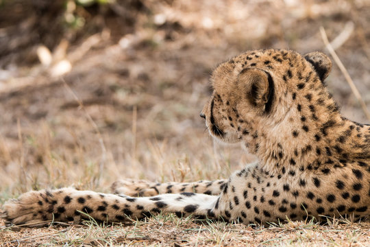Laying Cheetah