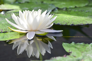 the white lotus or water lilies reflective with the water like the mirror in the pond