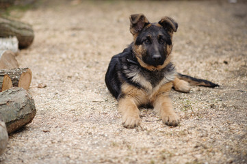 Young German Shepherd