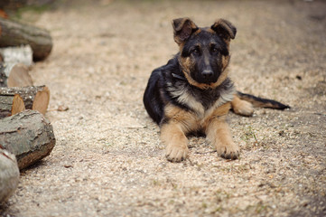 Young German Shepherd