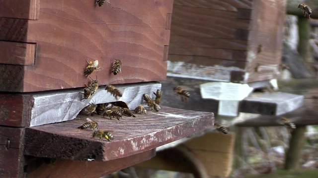 bee flying slow motion
