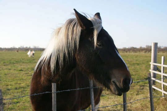 Cavallo con criniera bionda in camargue