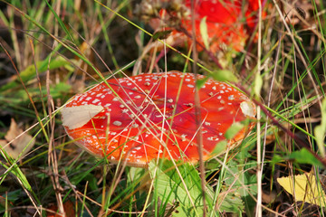 red mushroom Amanita under my feet in the dry grass in the autumn in the forest
