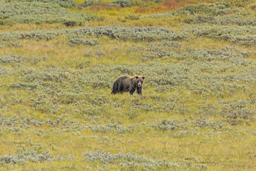 Grizzly Bear in the Tundra