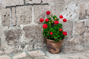 Fototapeta na wymiar geranium on the stone wall background