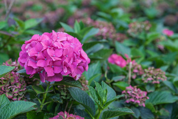 Pink flower close up in the garden field