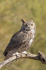 Great Horned Owl