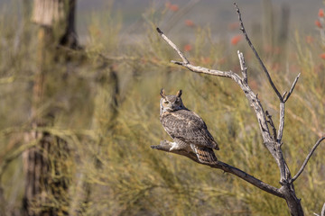 Great Horned Owl