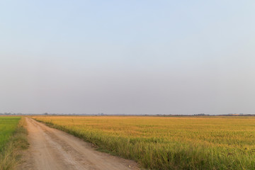 Country road along green rice farm at sunset