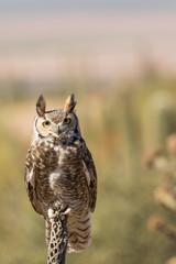 Great Horned Owl