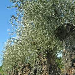 Rangée d'oliviers centenaires