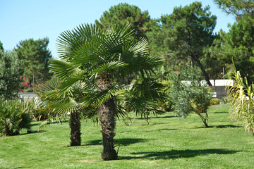 Obraz premium Palmier Chamaerops excelsa