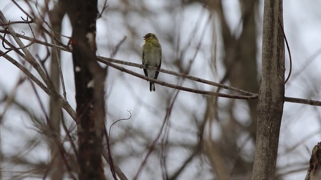 chardonneret jaune en plumage hivernal