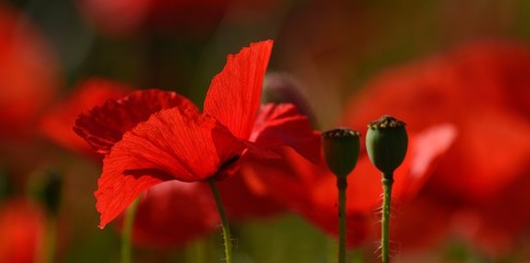 Radiant red poppy isolated of vivid color