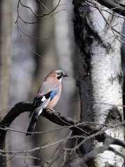 Jay with material for a nest in spring